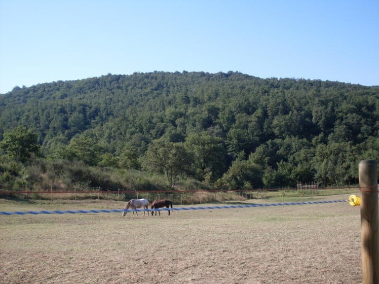 Casali Mq 340 Podere 9 Ettari Maneggio Ambra Bucine Arezzo (93)